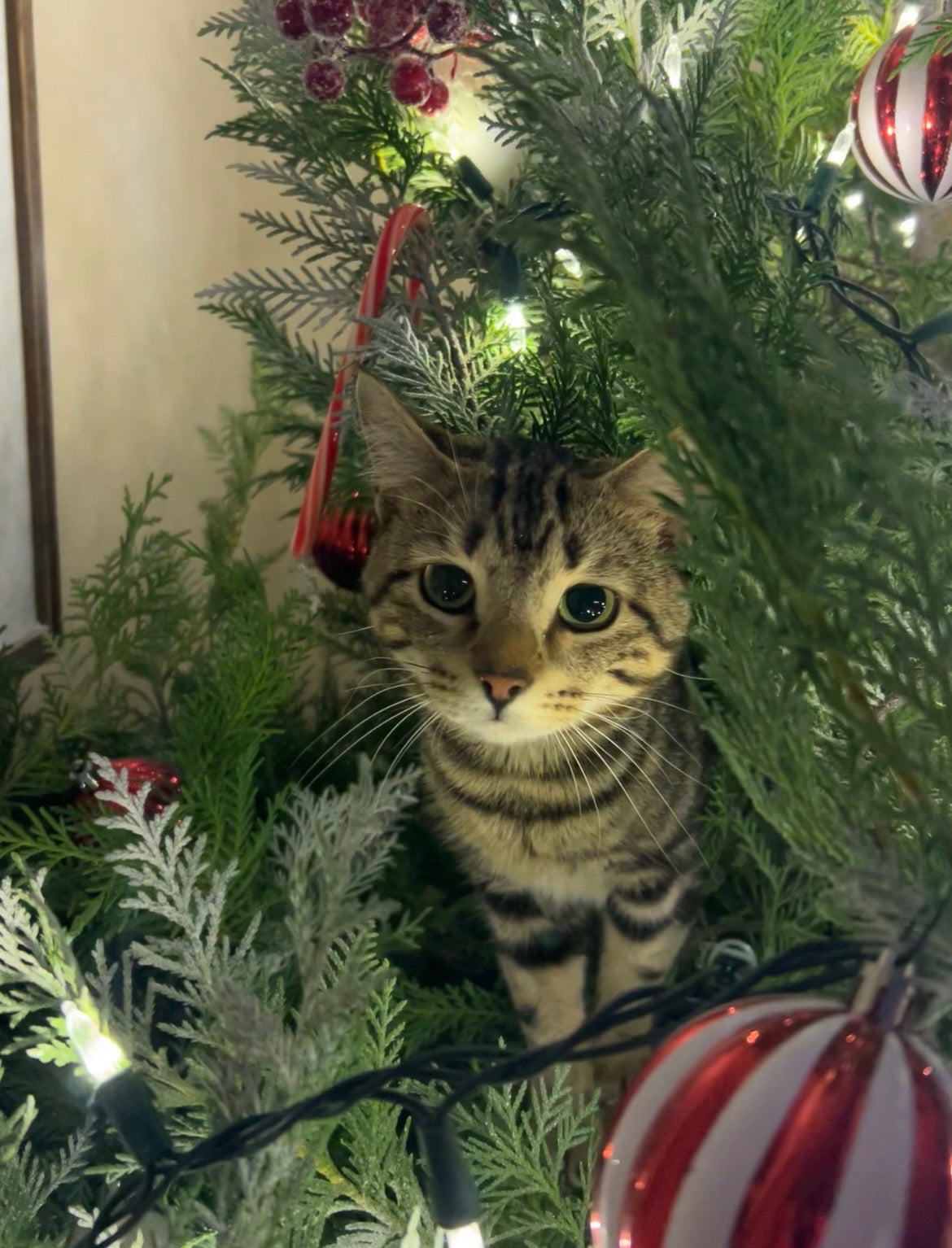 6 - 2.5 x 2.5 Custom Photo Magnets